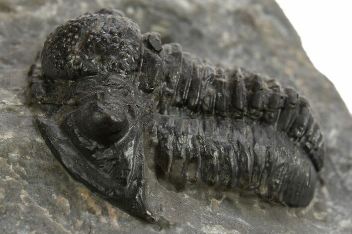 Bargain, Detailed Proetid (Gerastos) Trilobite Fossil - Morocco #325837